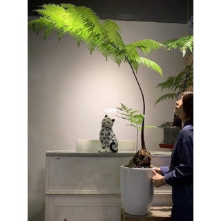 Dương  xỉ culi  chơi cảnh (1 củ to)