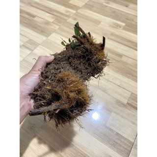 Dương  xỉ culi  chơi cảnh (1 củ to)
