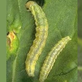 JIABAT Thuốc Trừ Sâu Sinh Học 100Gram