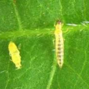 JIABAT Thuốc Trừ Sâu Sinh Học 100Gram