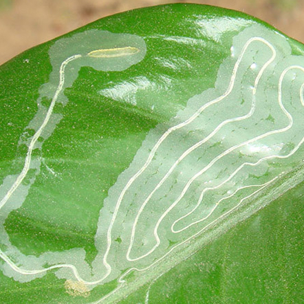 JIABAT Thuốc Trừ Sâu Sinh Học 100Gram