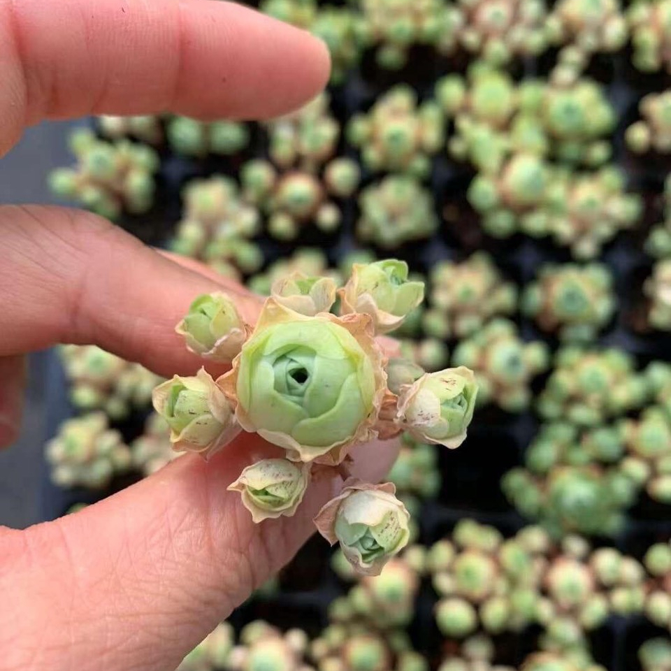 Sen Đá Hoa Hồng Greenovia Size Vỉ Mini Siêu Đẹp, Bao Bù Lỗi 1 Đổi 1