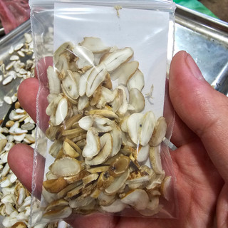Hạt Sang Dạ Dày, Đại Tràng (Túi 10gram gồm 10 Hạt Thái Sẵn) - Đặc Sản 27