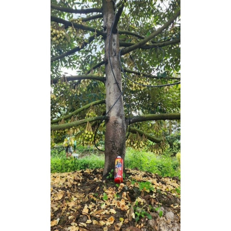 Anti Maxi nức thân , xì mủ , rong rêu, nấm khuẩn