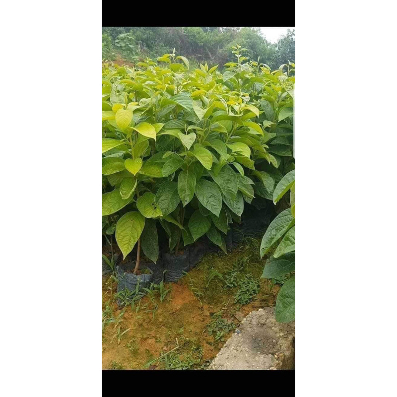 Cây giống Hồng giòn nhât