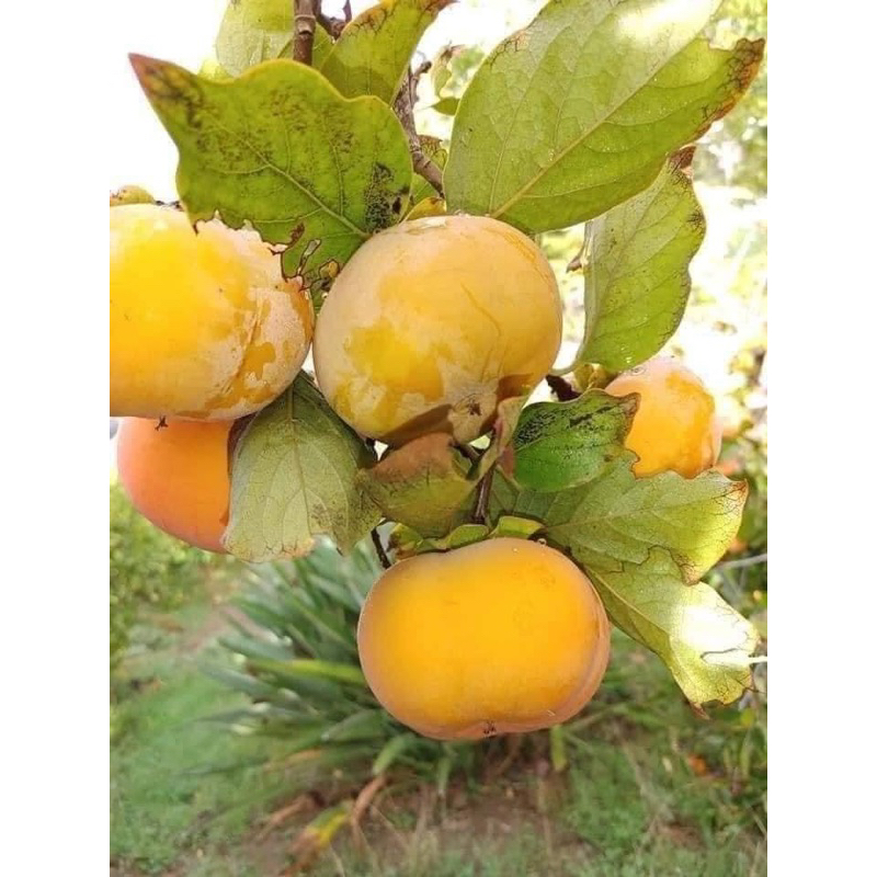 Cây giống Hồng giòn nhât