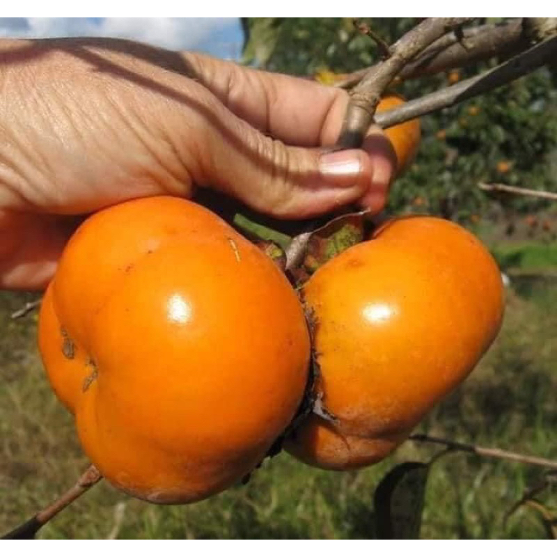 Cây giống Hồng giòn nhât