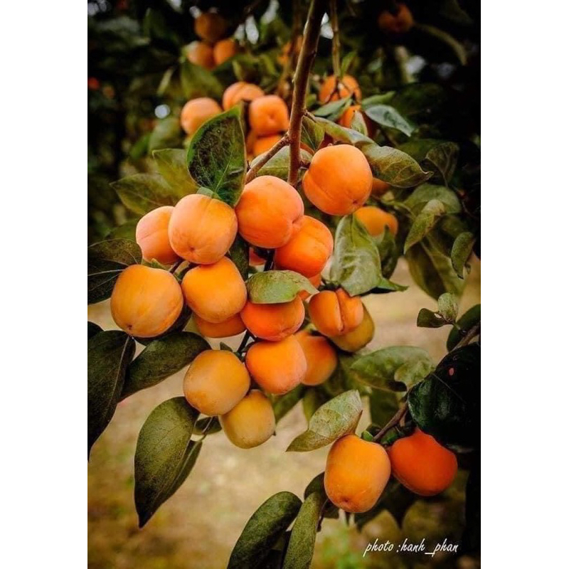 Cây giống Hồng giòn nhât