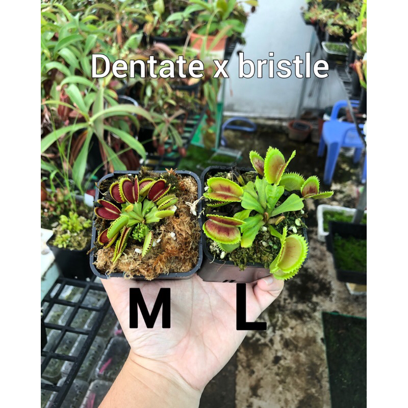 Cây bẫy kẹp-cây bắt mồi-cây ăn thịt-venus flytrap các loại-trồng terrarium