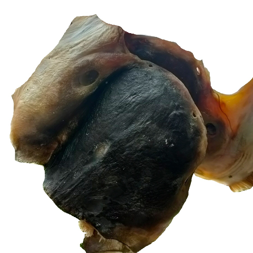 Khô Đầu Cá Tra Nấu Canh chuyên dùng siêu rẻ ngon sạch