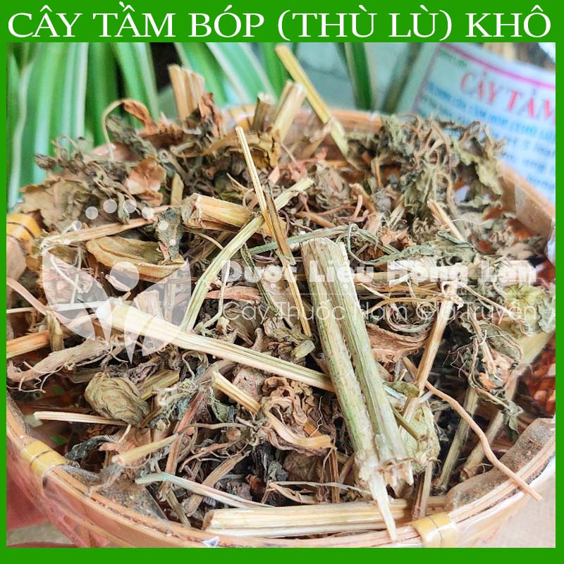 ✅ Trà Cây Tầm Bóp  khô sạch tự nhiên - duoclieuhonglan