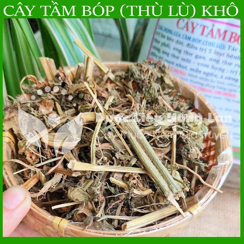 ✅ Trà Cây Tầm Bóp  khô sạch tự nhiên - duoclieuhonglan