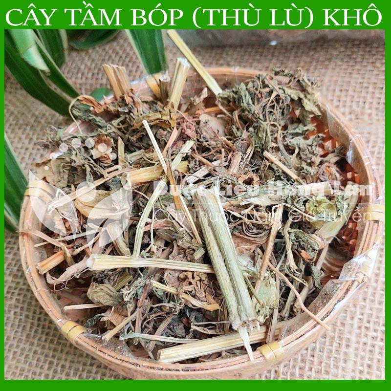 ✅ Trà Cây Tầm Bóp  khô sạch tự nhiên - duoclieuhonglan