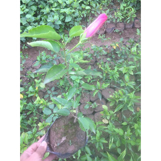 Cây dâm bụt thái cánh đơn