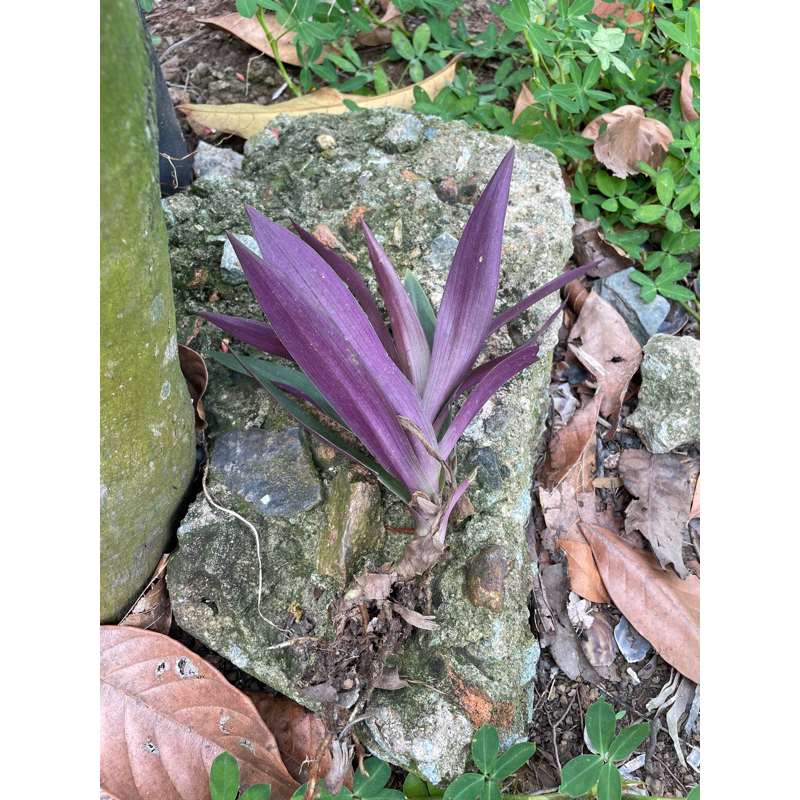 Cây lẻ bạn/dứa tím/sò huyết set 2 cây