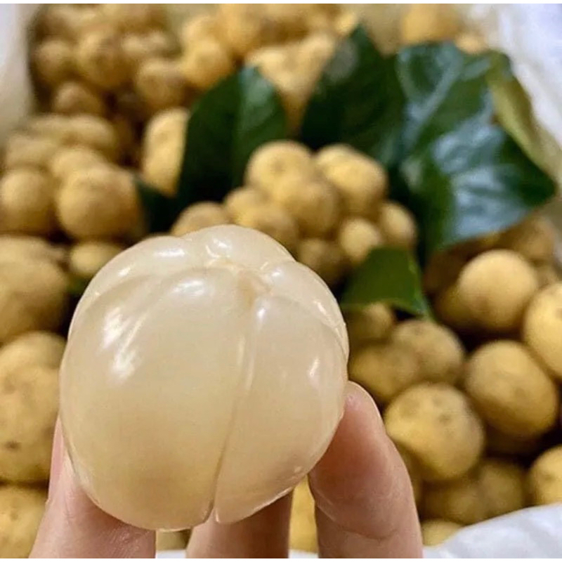 Cây giống bòn bon thái