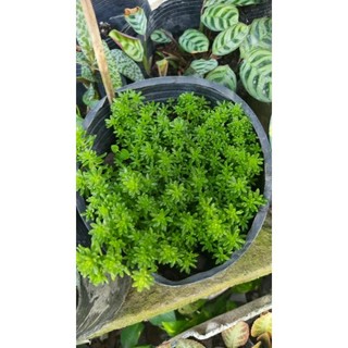 cây sen đá sedum xanh