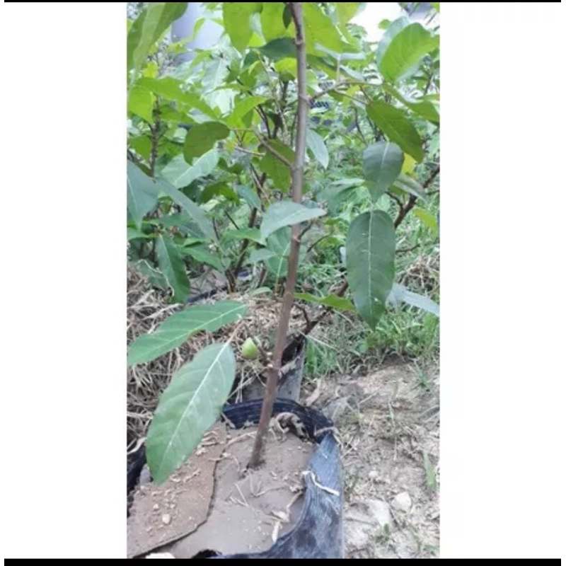 Cây giống sung nếp