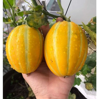 Hạt giống dưa lê hàn quốc