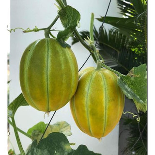 Hạt Giống Dưa Lê Hàn Quốc