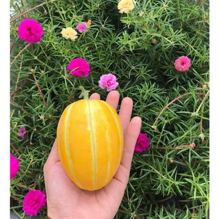 Hạt Giống Dưa Lê Hàn Quốc