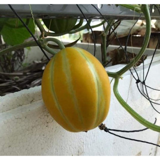 Hạt Giống Dưa Lê Hàn Quốc