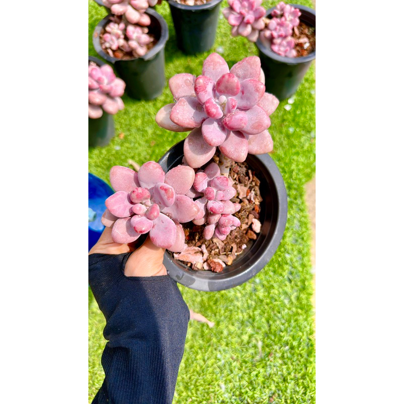 sen đá sỏi Hồng thụ