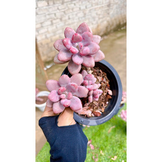 sen đá sỏi Hồng thụ