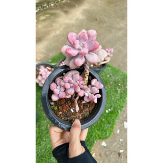 sen đá sỏi Hồng thụ