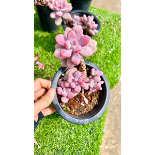 sen đá sỏi Hồng thụ