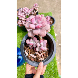 sen đá sỏi Hồng thụ