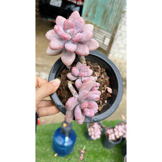 sen đá sỏi Hồng thụ
