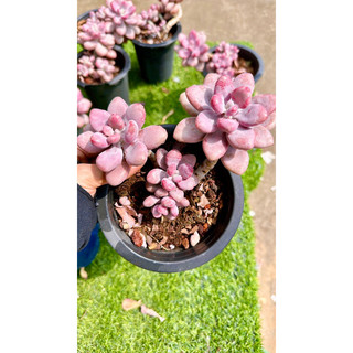 sen đá sỏi Hồng thụ