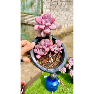 sen đá sỏi Hồng thụ