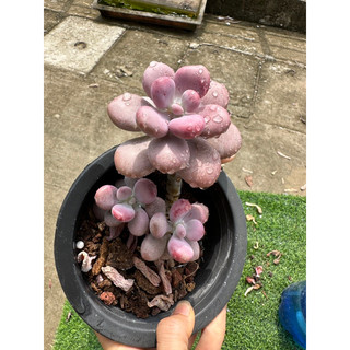 sen đá sỏi Hồng thụ