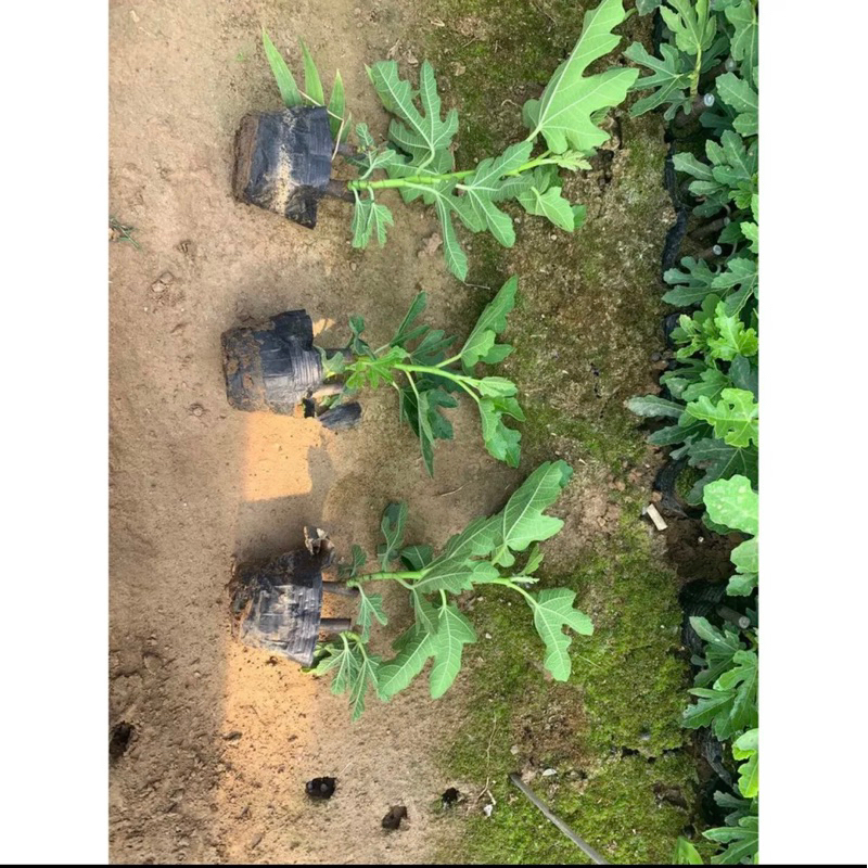 Cây giống Sung mĩ