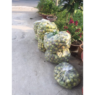 MĂNG CỤT XANH 5KG