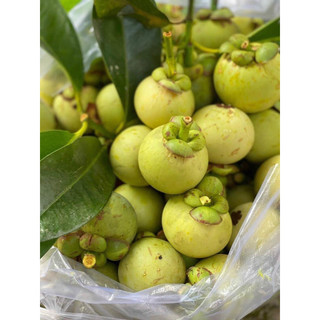 MĂNG CỤT XANH 5KG