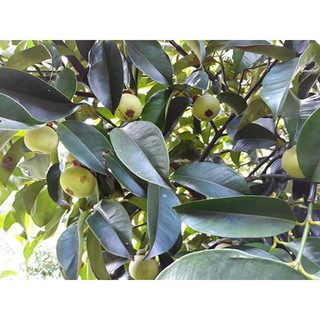 MĂNG CỤT XANH 5KG