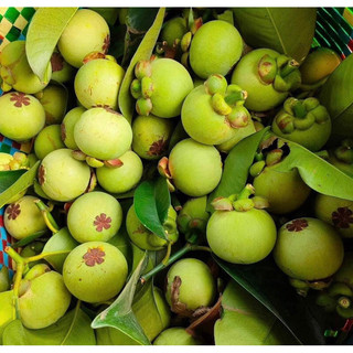 MĂNG CỤT XANH 5KG