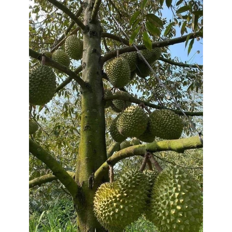 Cây giống sầu riêng