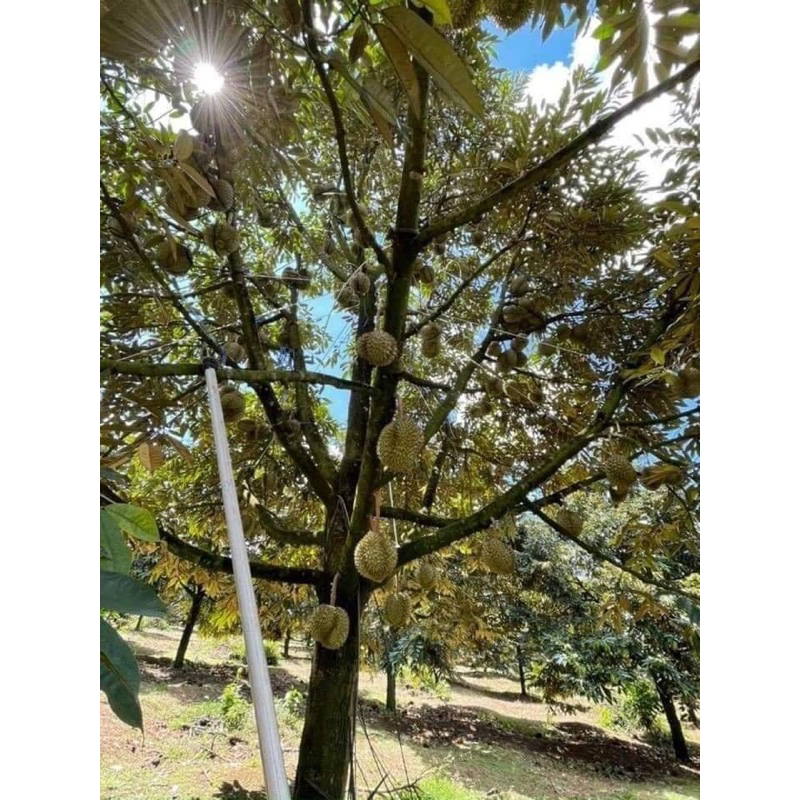 Cây giống sầu riêng