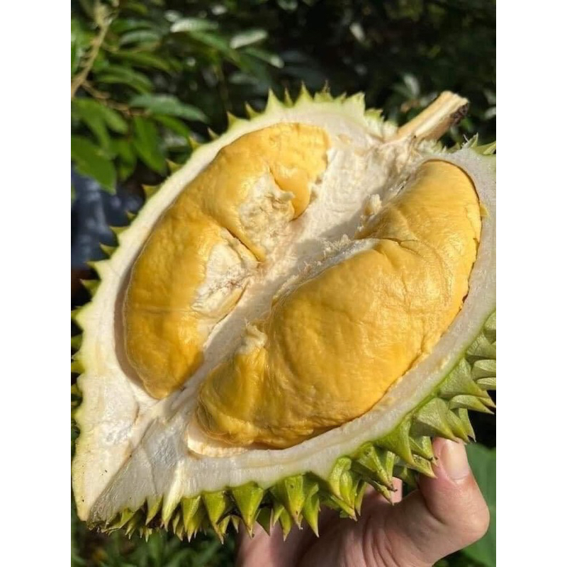 Cây giống sầu riêng