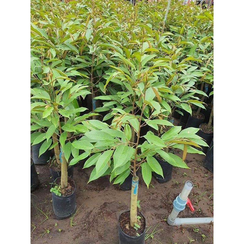 Cây giống sầu riêng