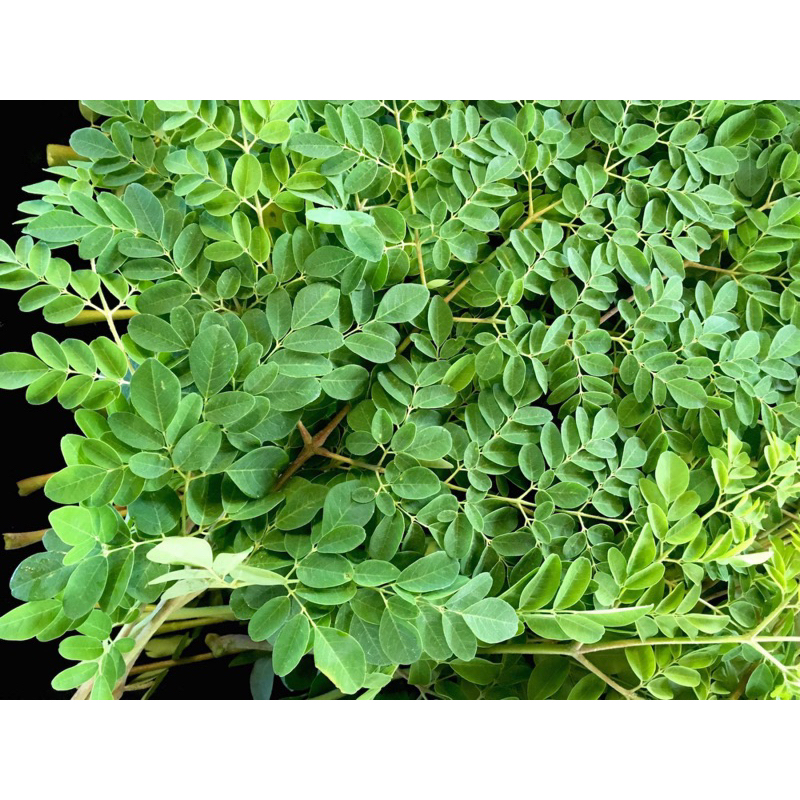 Lá rau chùm ngây tươi, nhà trồng ( khách đặt mới hái)CHỈ SHIP MIỀN BẮC