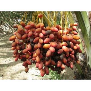 Hạt giống chà là trung đông