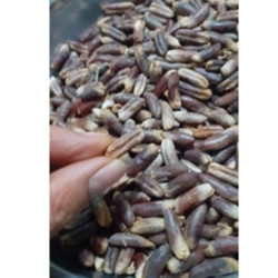 Hạt giống chà là trung đông