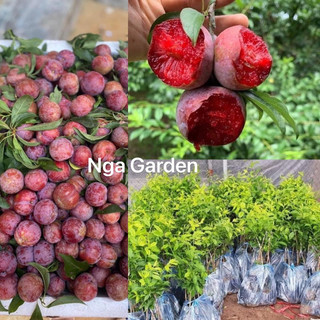 Cây giống mận hậu mận đỏ ghép