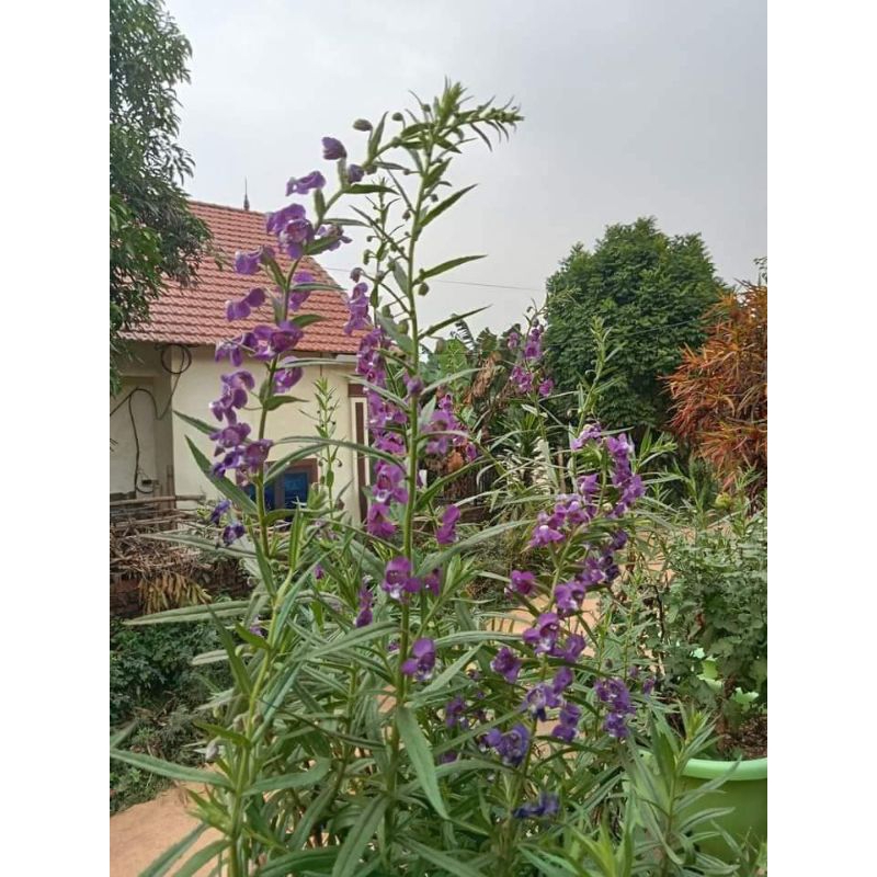 5 cây violet thơm rễ trần