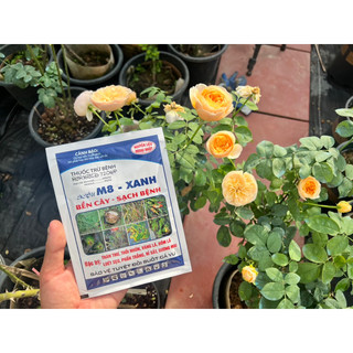 Th..uốc nấm.xanh.hoa.hồng,vàng đốm lần hoa hồng